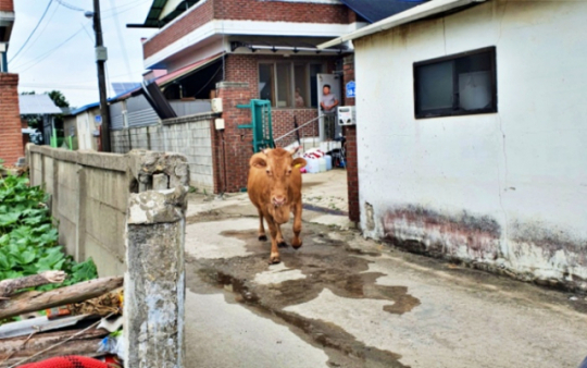 이미지